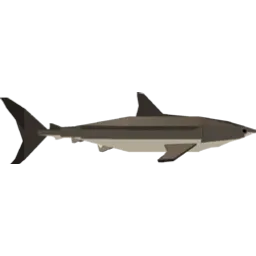 Bull Shark
