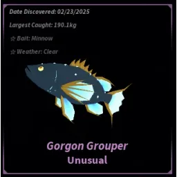 Gorgon Grouper