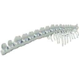 Mossjaw Spine